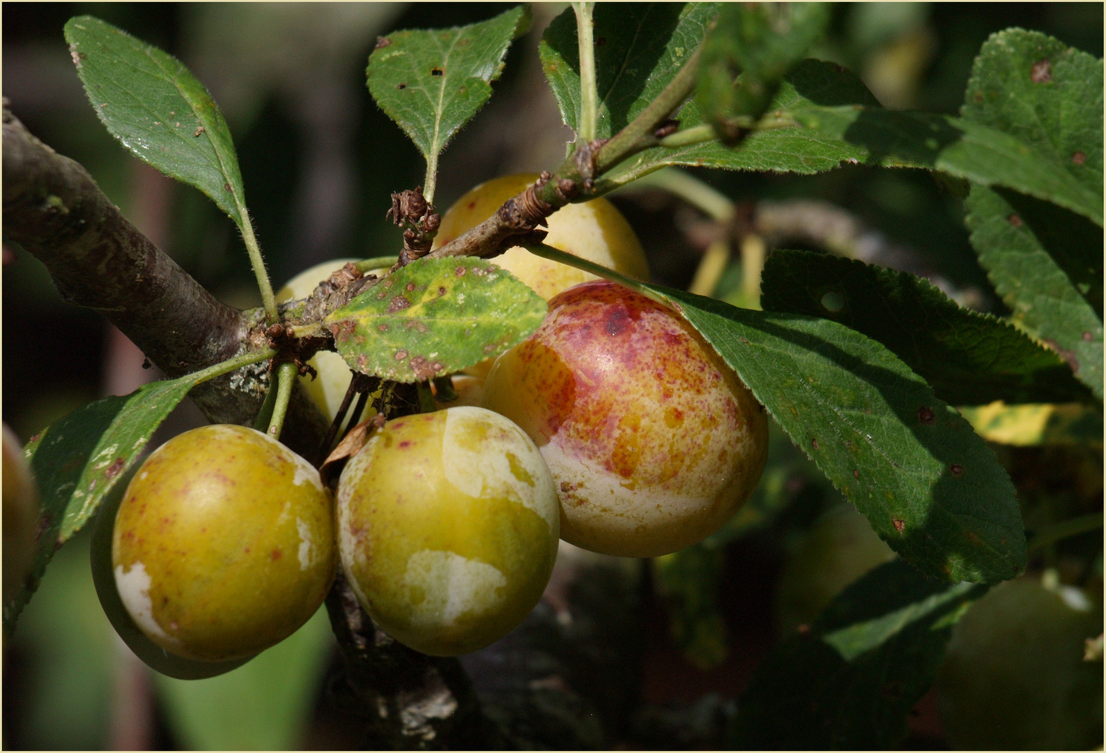 Prunes…un goût d’été !