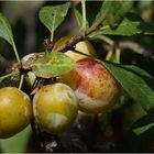 Prunes…un goût d’été !