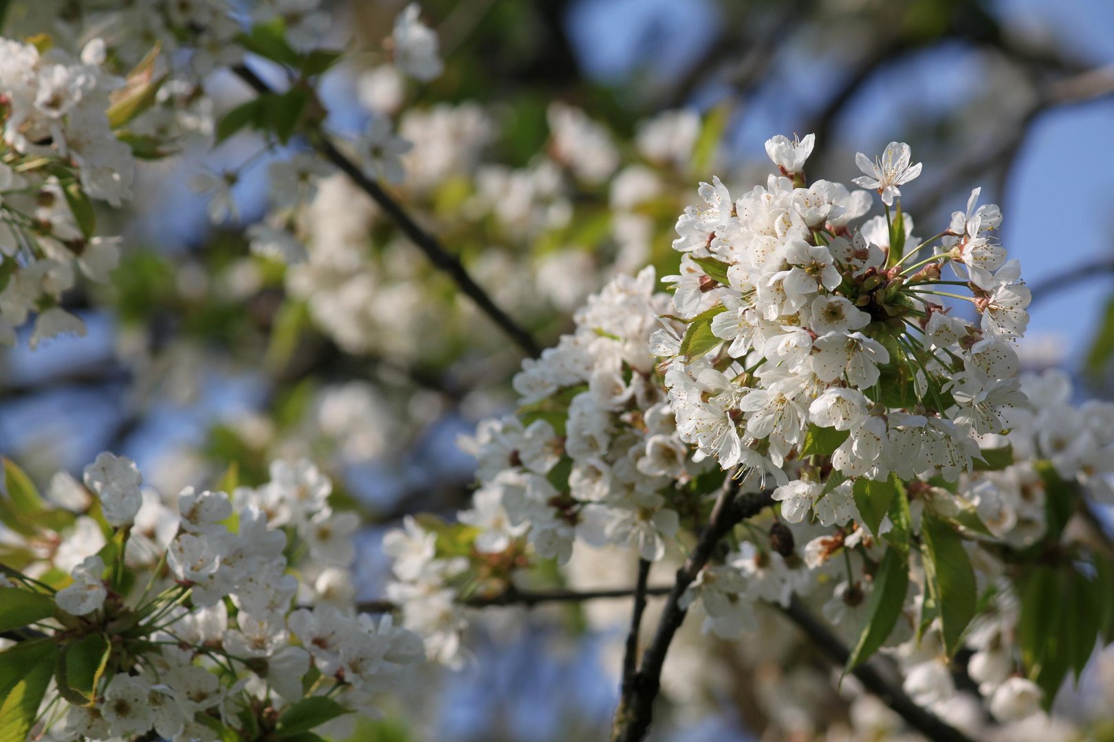 Prunier en fleur