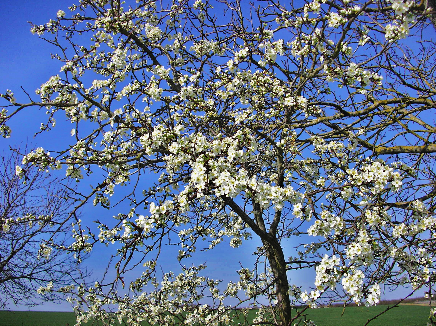 Prunier en fleurs