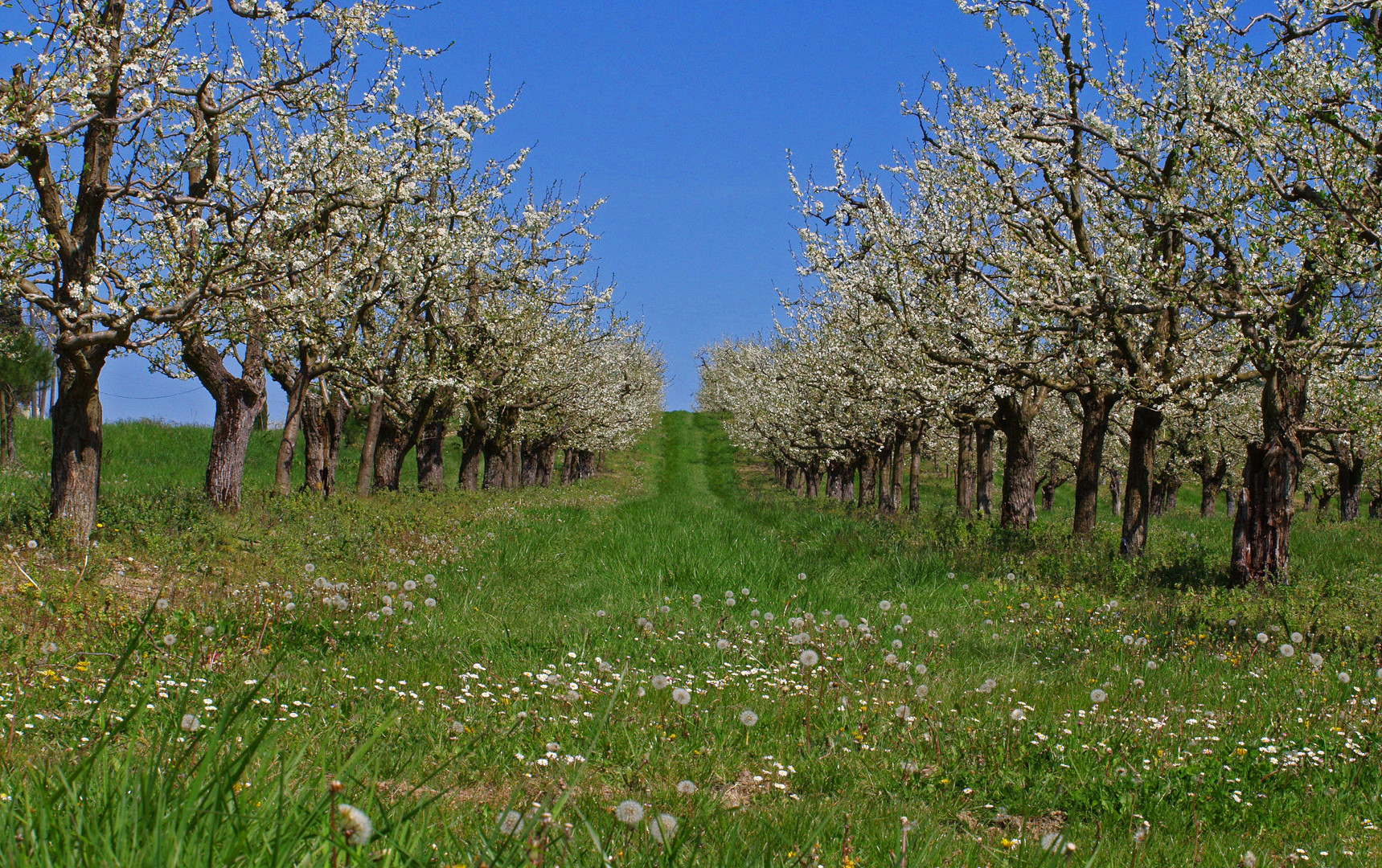 Pruniers en fleurs 