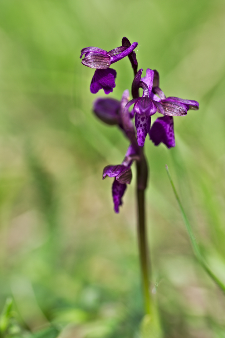 Prunkstück auf dem Orchideenpfad