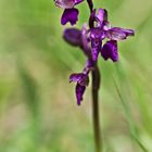 Prunkstück auf dem Orchideenpfad