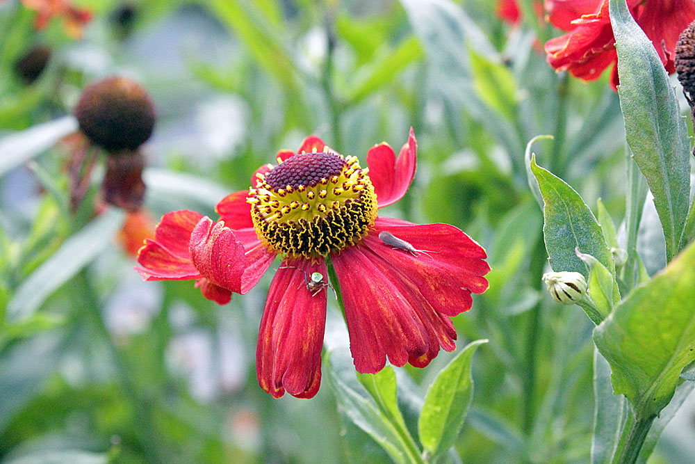 Prunkvoll neigt sich der Sommer