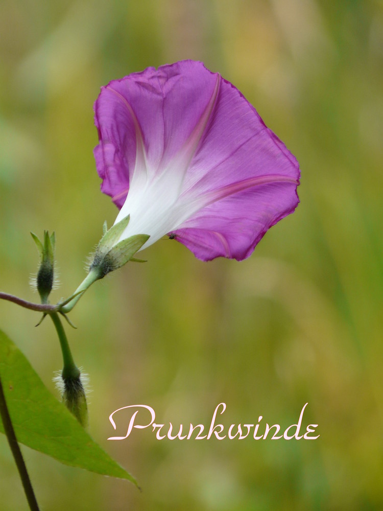 Prunkwinde