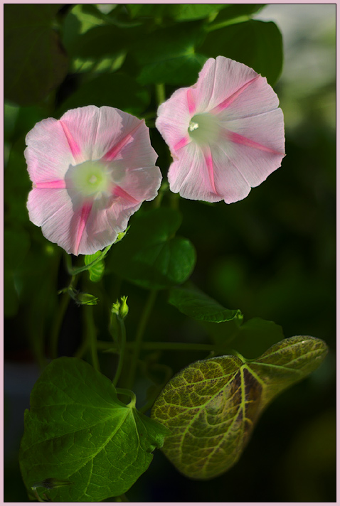 Prunkwinde - Ipomoea