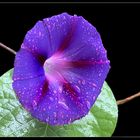 Prunkwinde  ( Ipomoea)