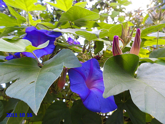 Prunkwinde (Ipomoea purpurea)