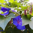 Prunkwinde (Ipomoea purpurea)