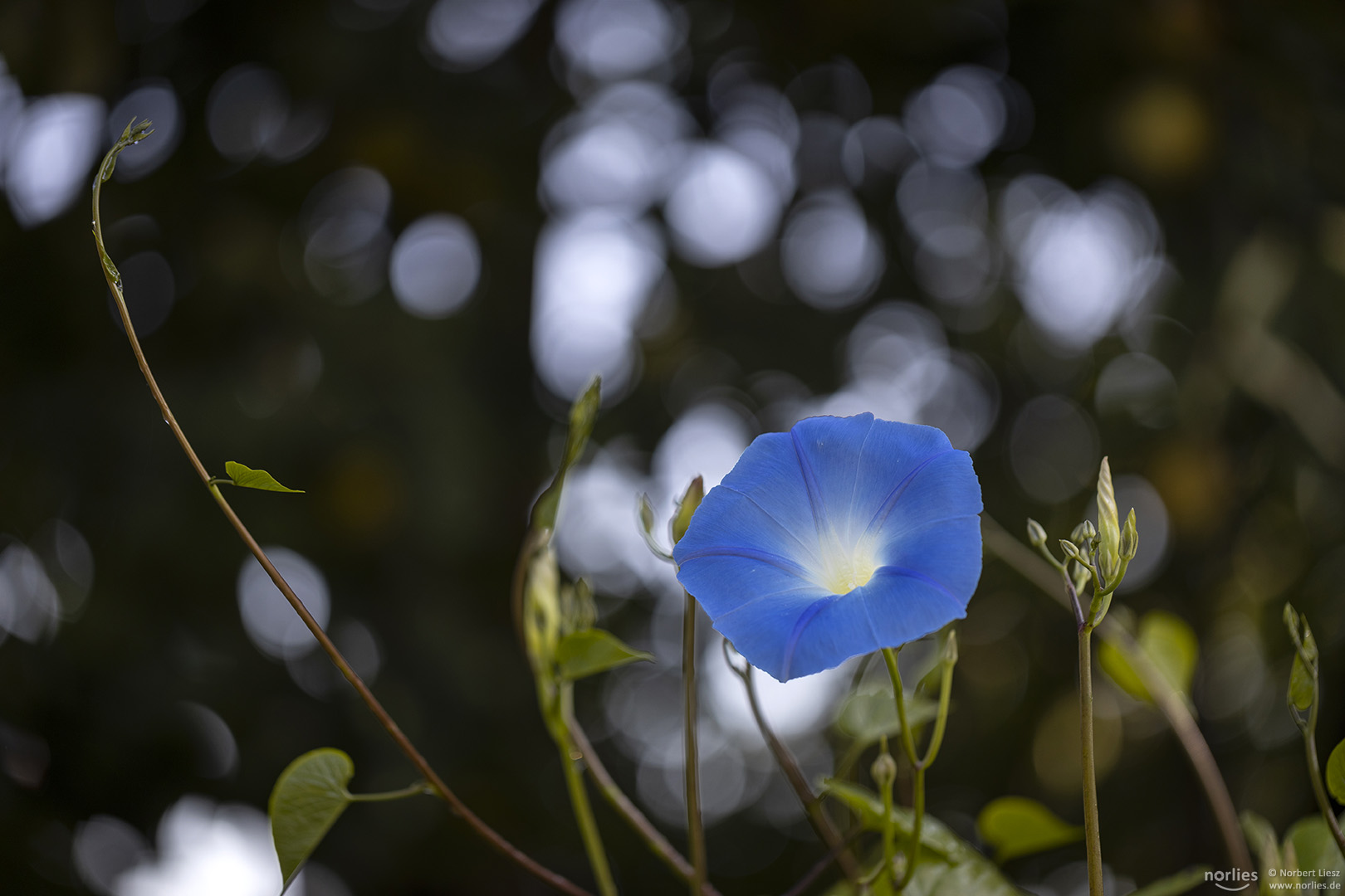 Prunkwinde mit Bokeh