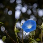 Prunkwinde mit Bokeh