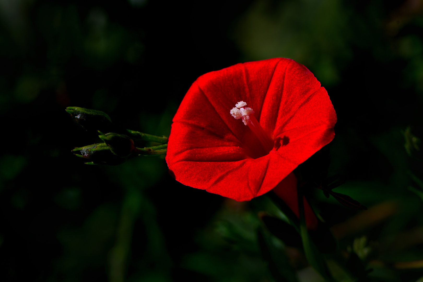 Prunkwinde Morning Glory