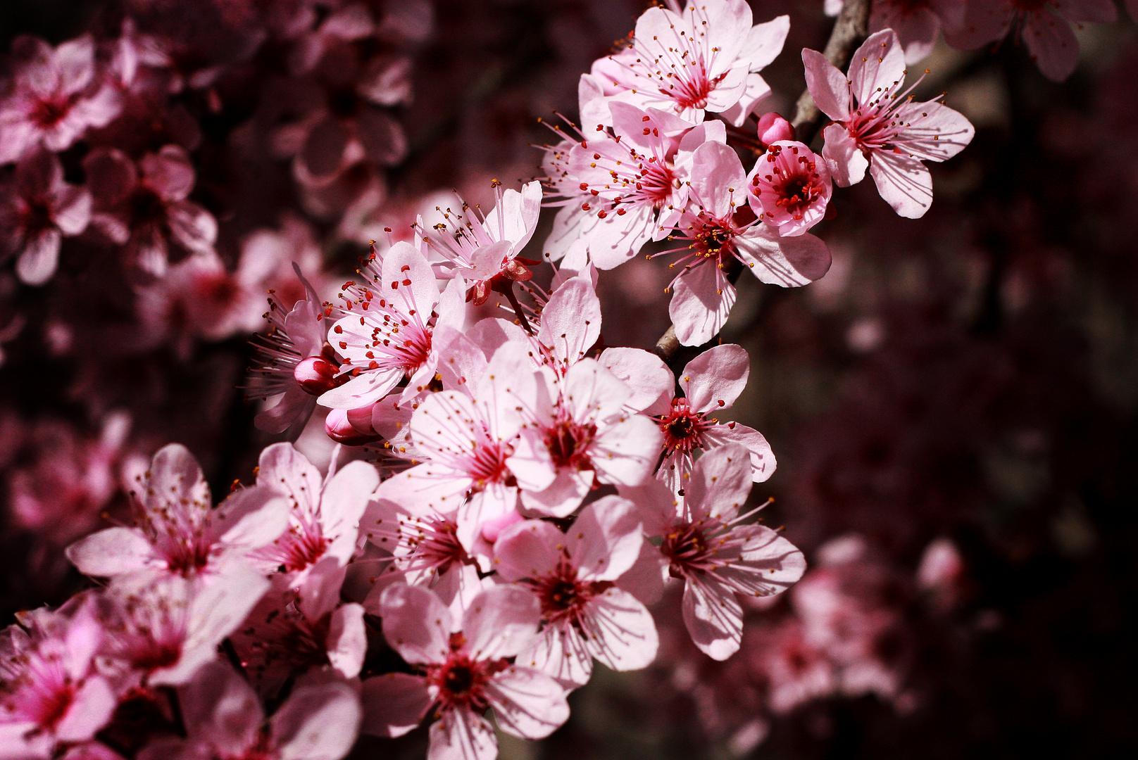 Pruno al límite de la primavera