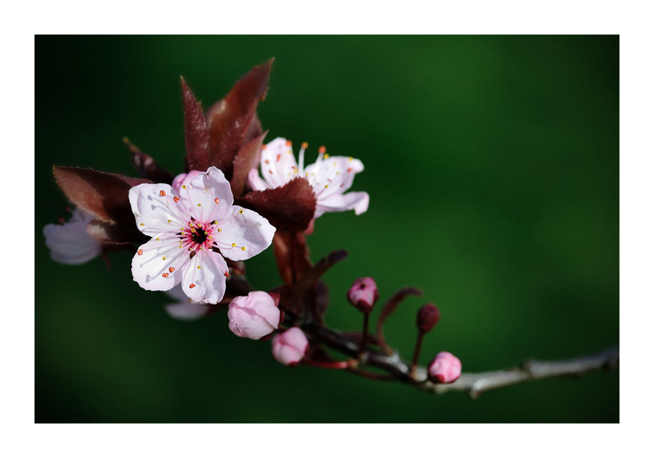 prunus (1)