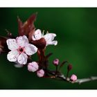 prunus (1)