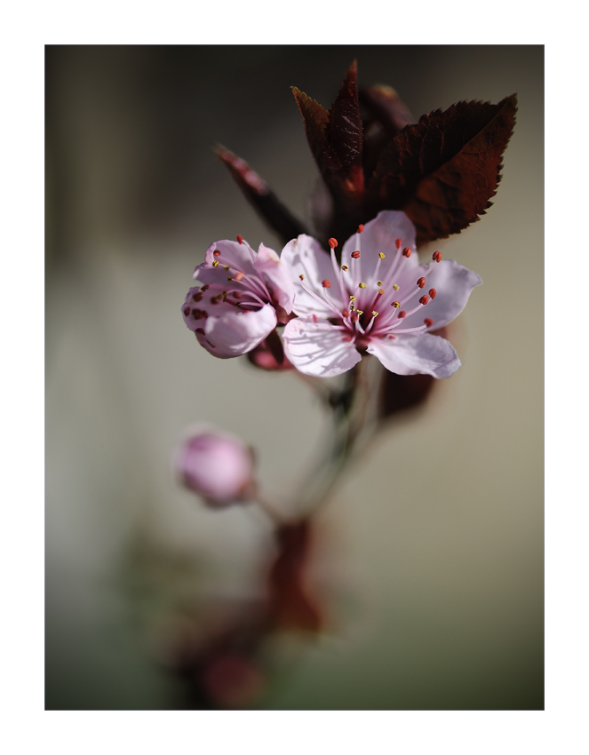 prunus (2)