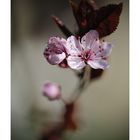 prunus (2)