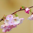 prunus 2