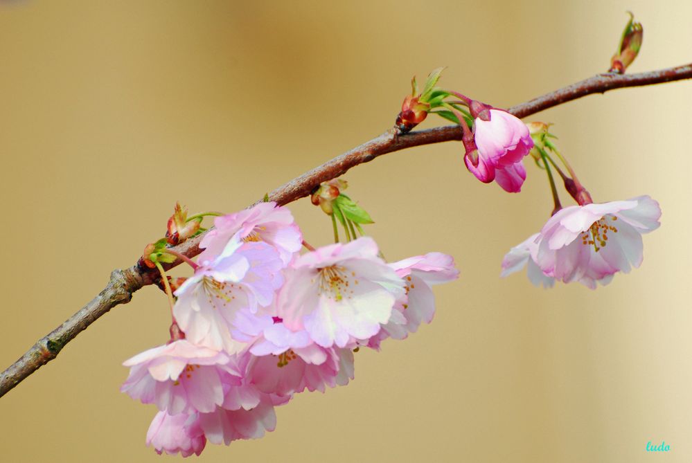 prunus 2