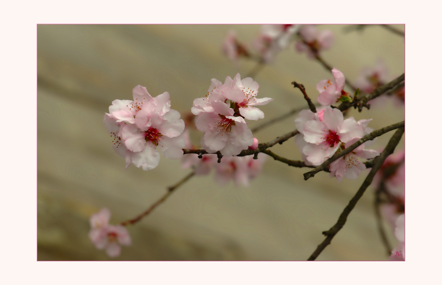 Prunus