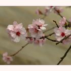 Prunus