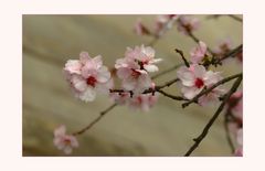 Prunus