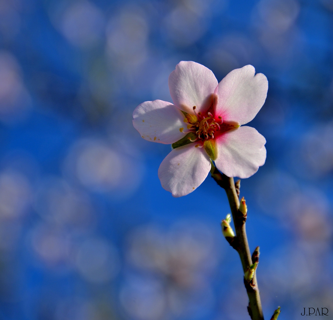 PRUNUS