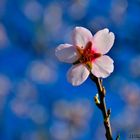 PRUNUS