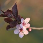 PRUNUS