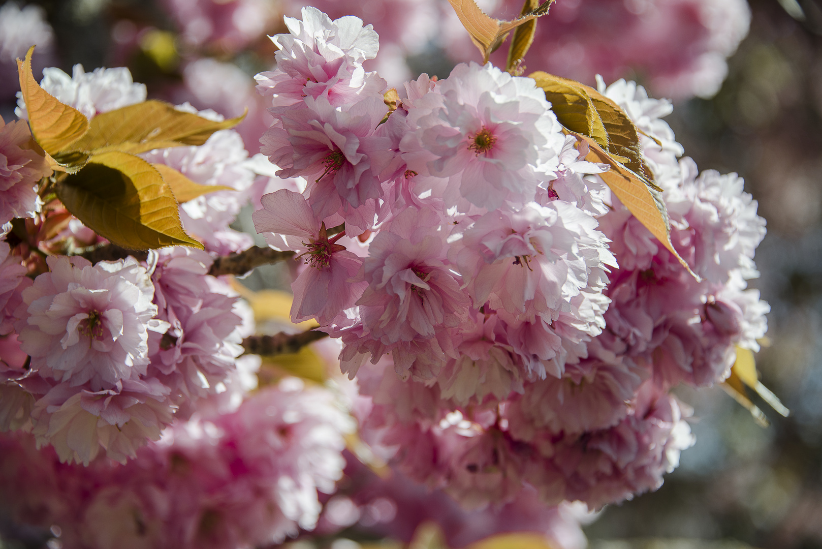 Prunus