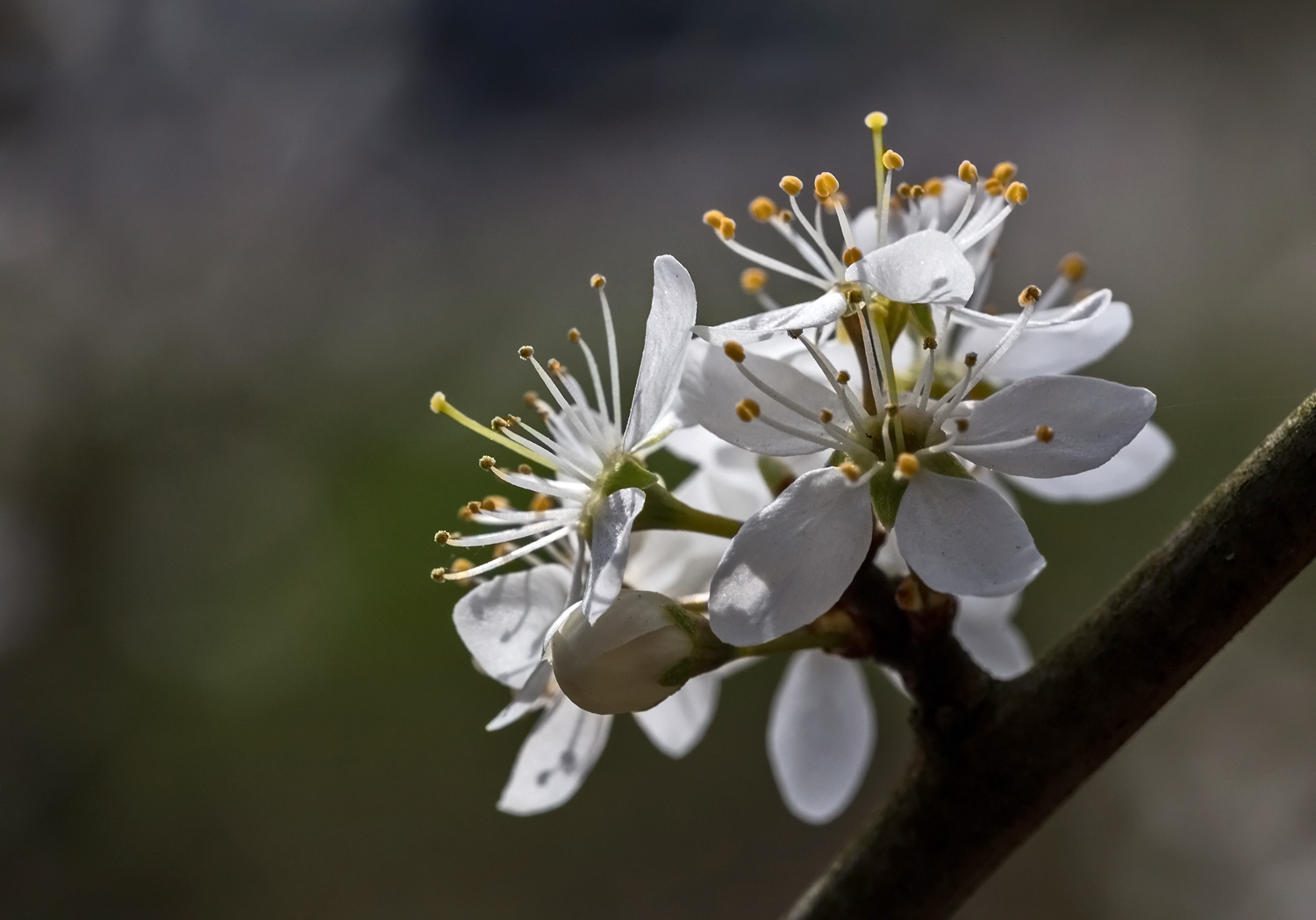 Prunus