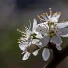 Prunus