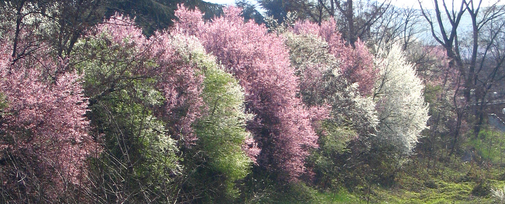 Prunus a Fiorano