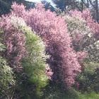 Prunus a Fiorano