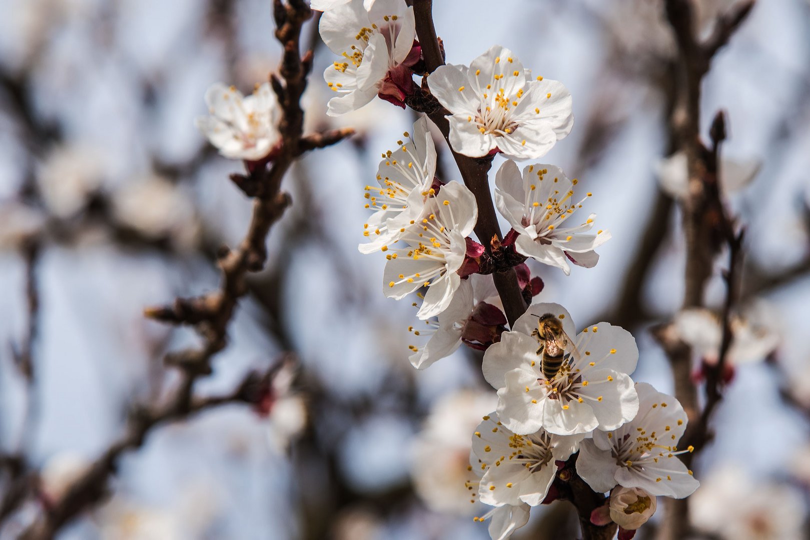 PRUNUS Armeniaca Abricotier "Luizet"