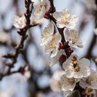 PRUNUS Armeniaca Abricotier "Luizet"