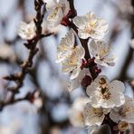 PRUNUS Armeniaca Abricotier "Luizet"