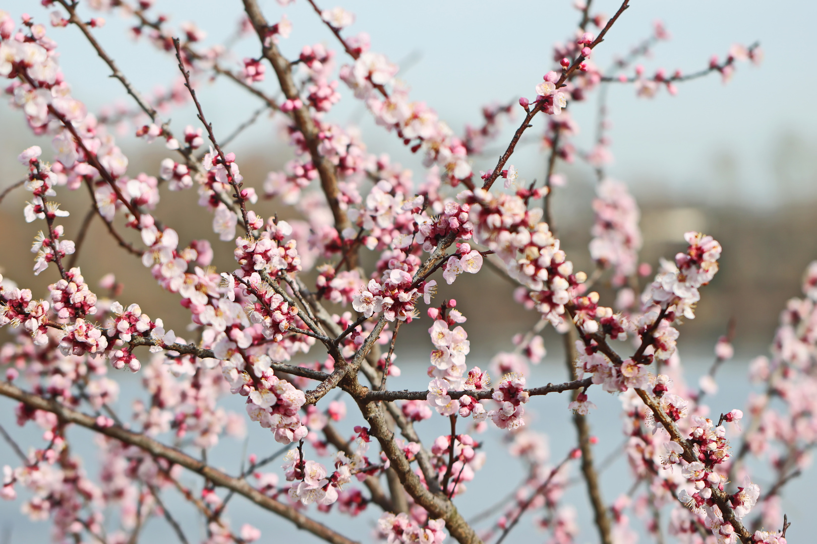 Prunus armeniaca,Nr.1