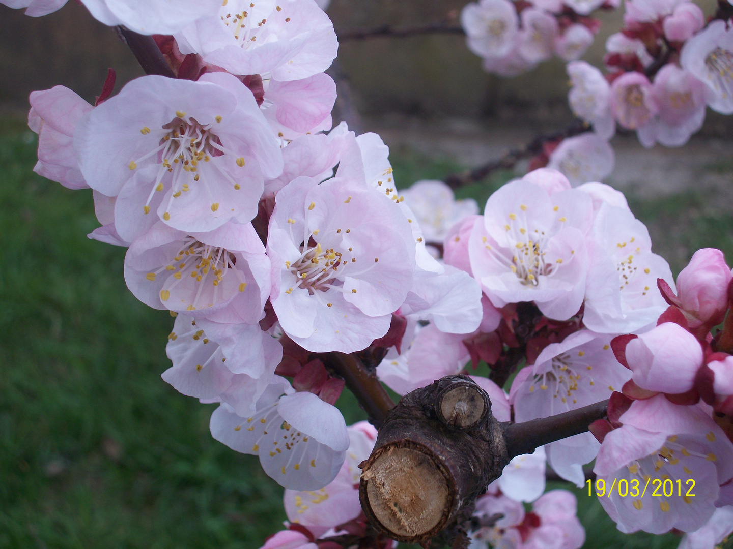 Prunus armeniaca's flowers