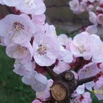 Prunus armeniaca's flowers