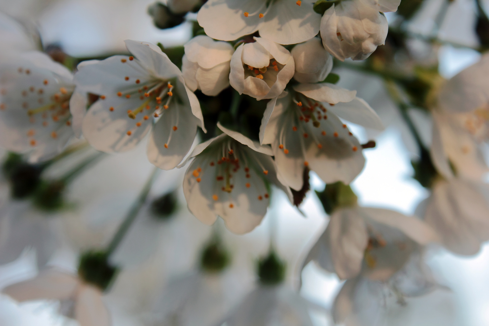 Prunus avium - northern sakura 3