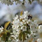 Prunus avium - Northern sakura 4