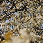 Prunus avium - northern sakura 5