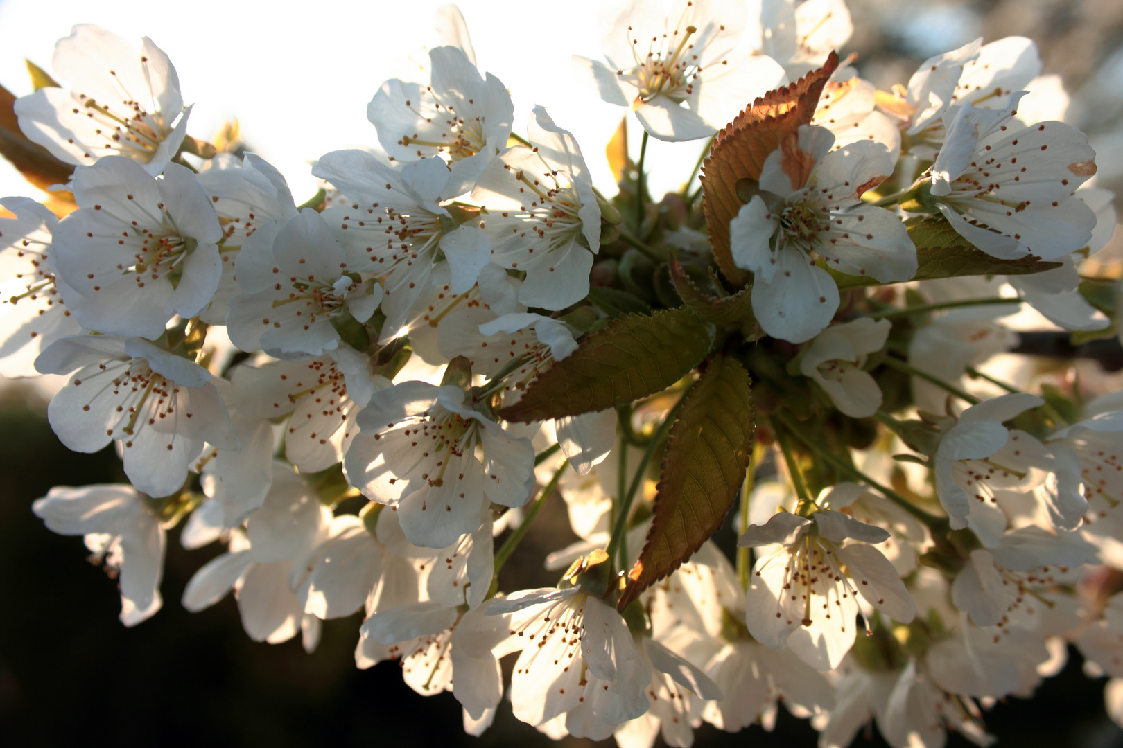 Prunus avium - northern sakura.