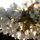 Prunus avium - northern sakura.
