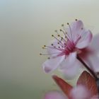 Prunus