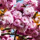 Prunus