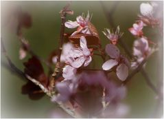 . Prunus cerasifera .