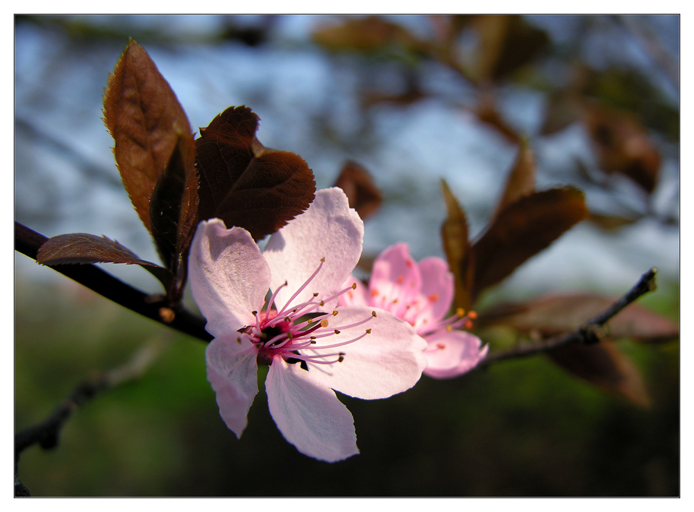 Prunus cerasifera