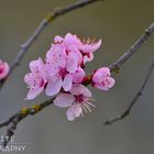 Prunus cerasifera